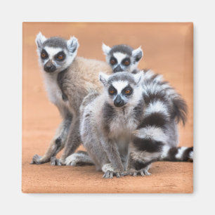 Gruppe von Ringelschwanzmakis Magnet