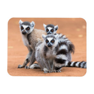 Gruppe von Ringelschwanzmakis Magnet