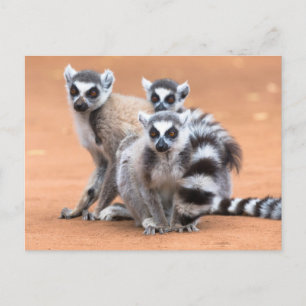 Gruppe von Ringelschwanzmakis Postkarte
