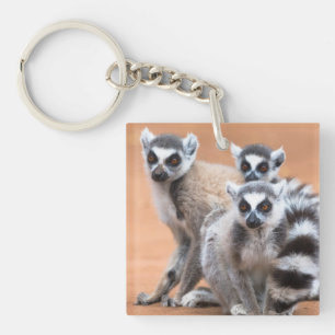 Gruppe von Ringelschwanzmakis Schlüsselanhänger