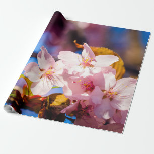Gruppe von Sakura-Blume, weich rosa, blau Hintergr Geschenkpapier