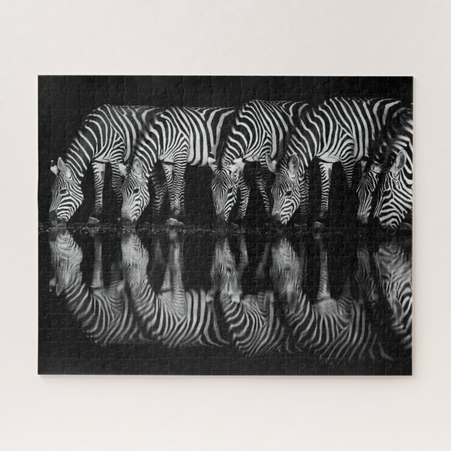 Gruppe von Steppenzebras trinkt nachts zusammen (Horizontal)