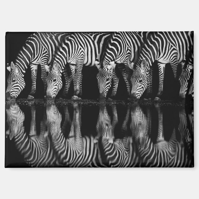 Gruppe von Steppenzebras trinkt nachts zusammen Magnet (Vorderseite)