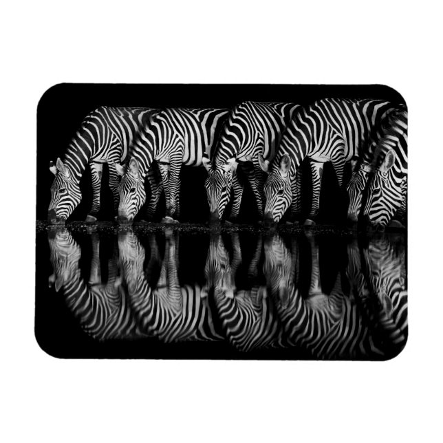 Gruppe von Steppenzebras trinkt nachts zusammen Magnet (Horizontal)