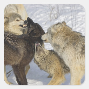 Gruppe von Wölfen interagierend Quadratischer Aufkleber
