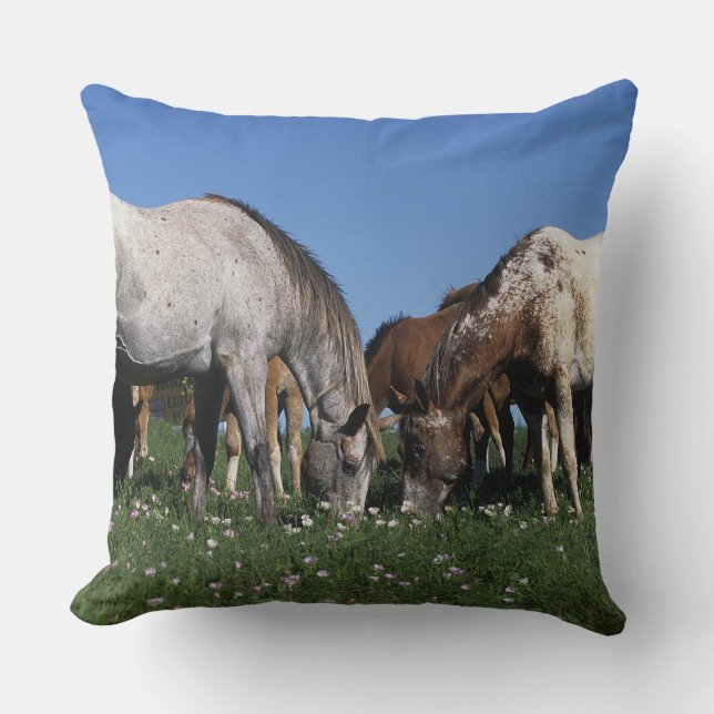 Gruppe weiden lassende Appaloosa-Pferde Kissen (Vorderseite)
