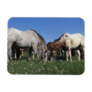 Gruppe weiden lassende Appaloosa-Pferde Magnet