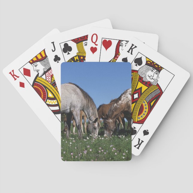 Gruppe weiden lassende Appaloosa-Pferde Spielkarten (Rückseite)