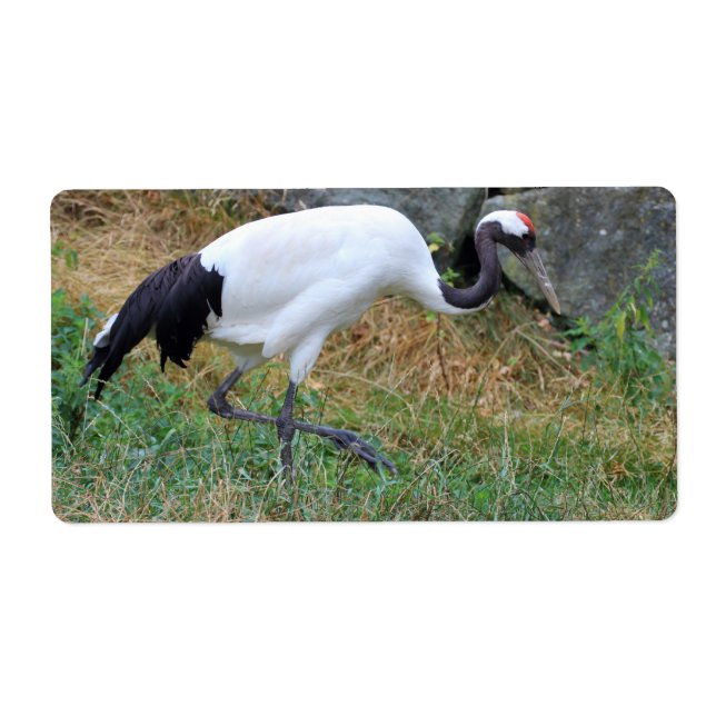 Grus japonensis (Vorne)