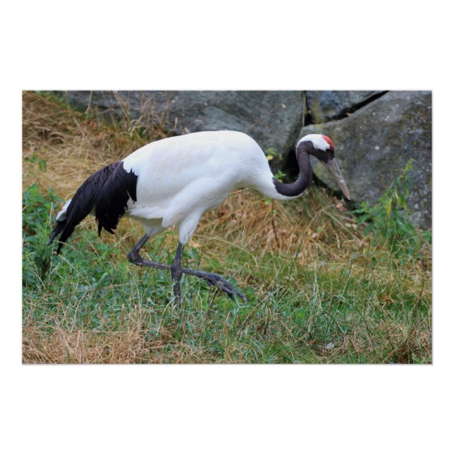 Grus japonensis poster (Vorderseite)
