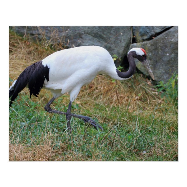 Grus japonensis poster (Vorderseite)