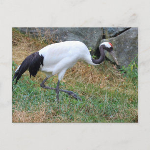 Grus japonensis postkarte