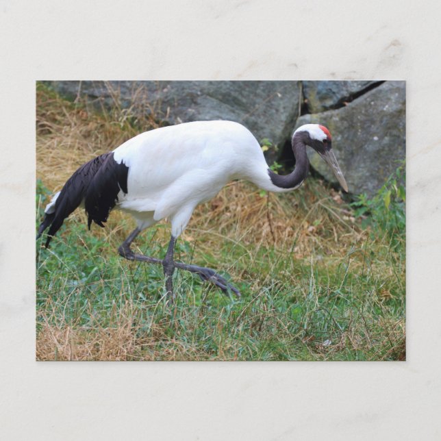 Grus japonensis postkarte (Vorderseite)