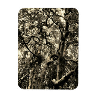 Gruselige Baumzweige Naturfotografie Magnet