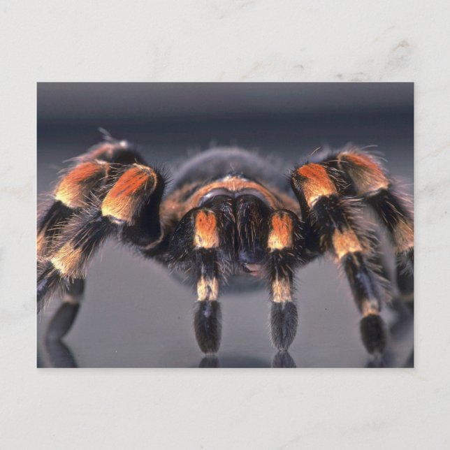 Gruselige Tarantel-Spinne Postkarte (Vorderseite)