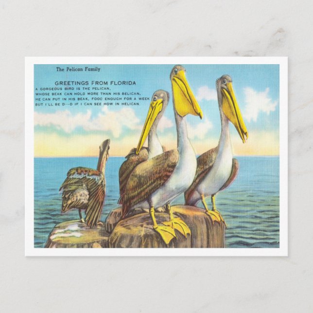 Gruß aus Florida, die Pelican-Familie Reisen Postkarte (Vorderseite)