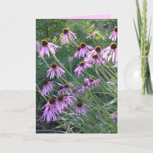 Gruß-Karte - Coneflowers Karte