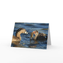 Gruß-Karte - Gescheckt-berechnete Grebes mit