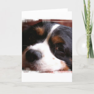 Gruß-Karte König-Charles Cavalier Spaniel Karte