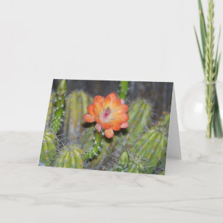 Gruß-Karte mit orange Kaktus-Blume Karte