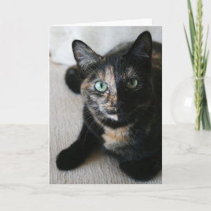 Gruß-Karte:  Mokka-Katze Karte