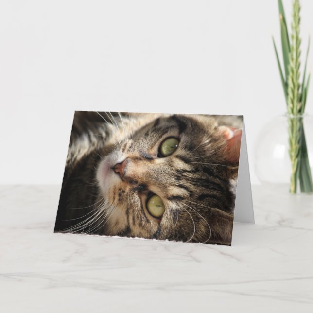 Gruß-Karte - Sonnen der Katze Karte (Vorderseite)