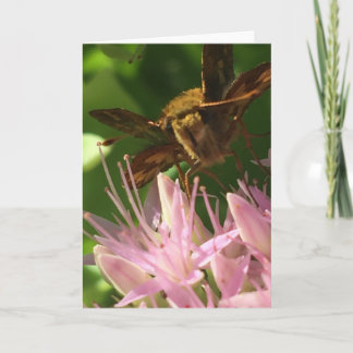 Gruß-Karte von der Naturerotica-Sammlung Karte