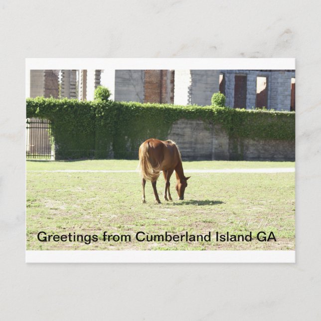 Gruß von Cumberland Island GA Postkarte (Vorderseite)