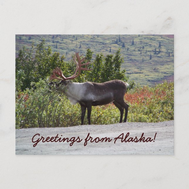 Grüße aus Alaska! Postkarte (Vorderseite)