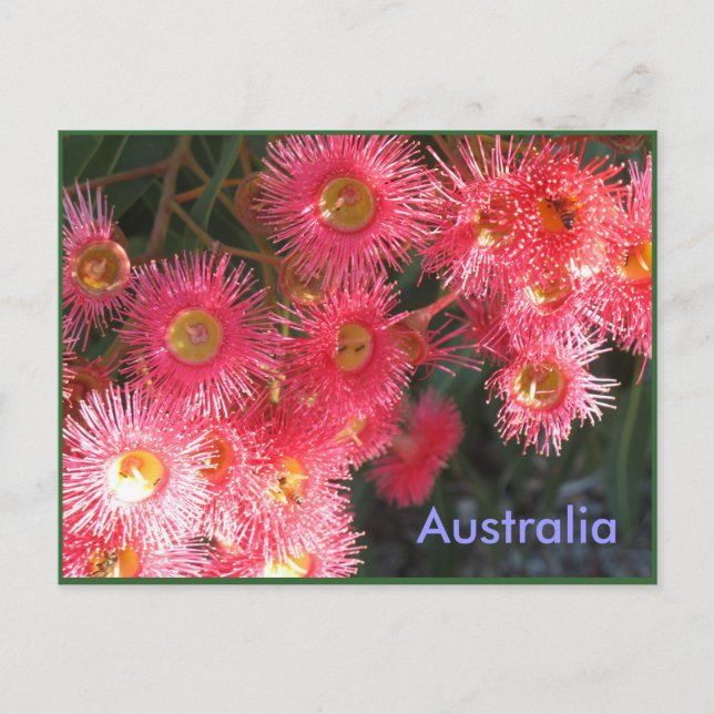 Grüße aus Australien Postkarte (Vorderseite)
