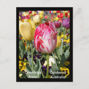 Grüße aus Canberra Australien Postkarte