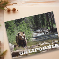 Grüße aus dem Grizzly-Bär aus Kalifornien