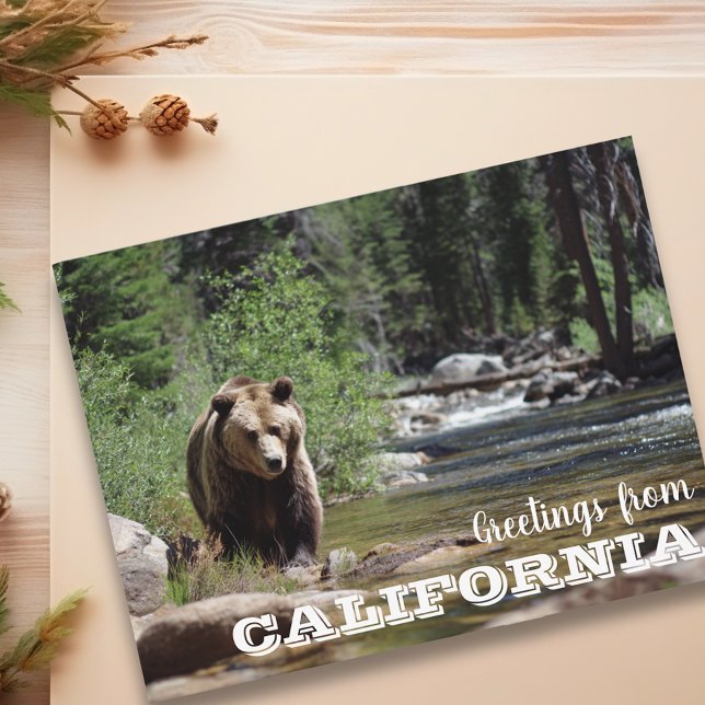 Grüße aus dem Grizzly-Bär aus Kalifornien Postkarte (Von Creator hochgeladen)