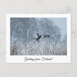 Grüße aus Finnland Natur Souvenir Postkarte