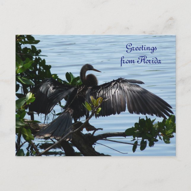 Grüße aus Florida Grußenkarte Postkarte (Vorderseite)