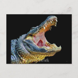 Grüße aus Florida Postkarte