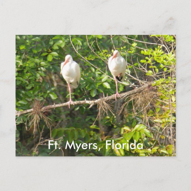 Grüße aus Florida! Postkarte (Vorderseite)