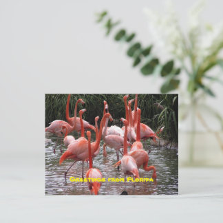 "Grüße aus Florida", Postkarte flamingos