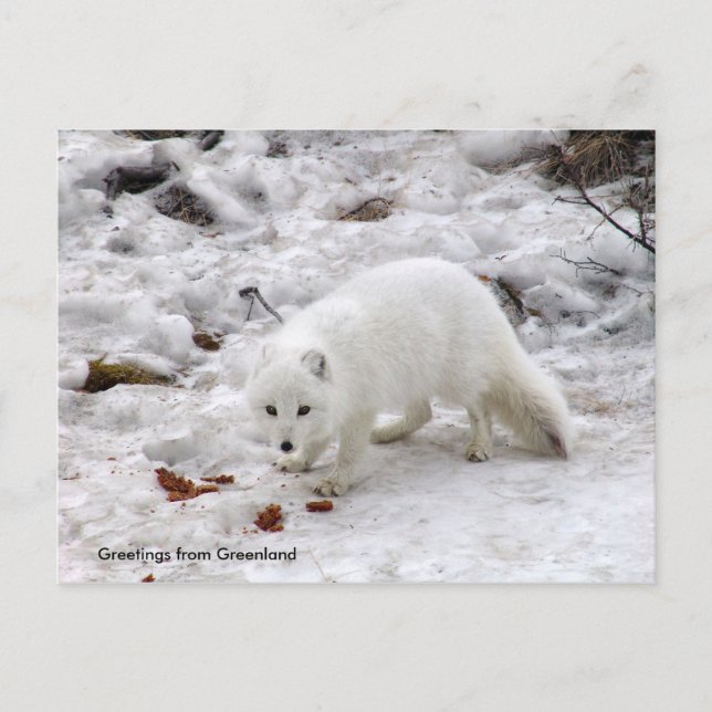 Grüße aus Grönland 18 Postkarte (Vorderseite)