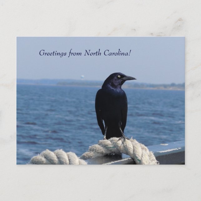 Grüße aus North Carolina (Black Bird) Postkarte (Vorderseite)