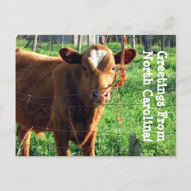 Grüße aus North Carolina! Postkarte (Vorderseite)