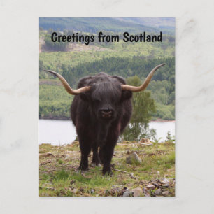 Grüße aus Schottland: Rinder aus dem Schwarzen Hoc Postkarte