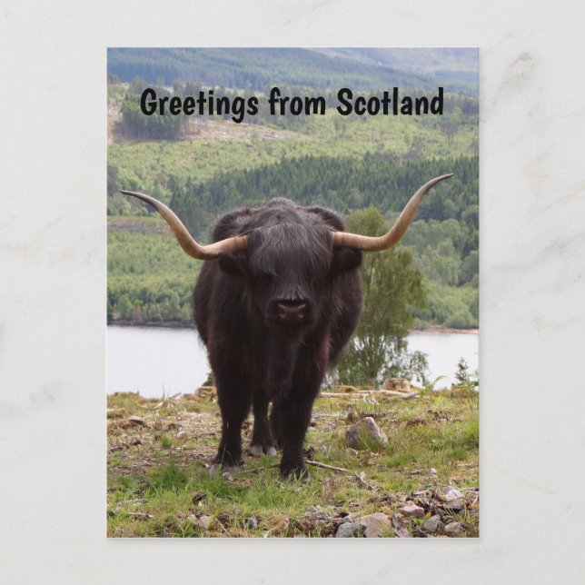 Grüße aus Schottland: Rinder aus dem Schwarzen Hoc Postkarte (Vorderseite)