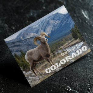 Grüße vom Colorado Dickhornschaf Postkarte