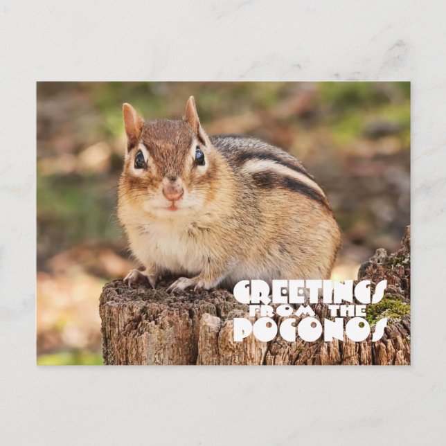 Grüße vom Poconos! Entzückender fetter Chipmunk Postkarte (Vorderseite)