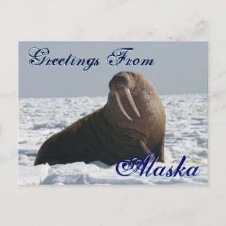 Grüße von Alaska Bull Walrus Post Card Postkarte
