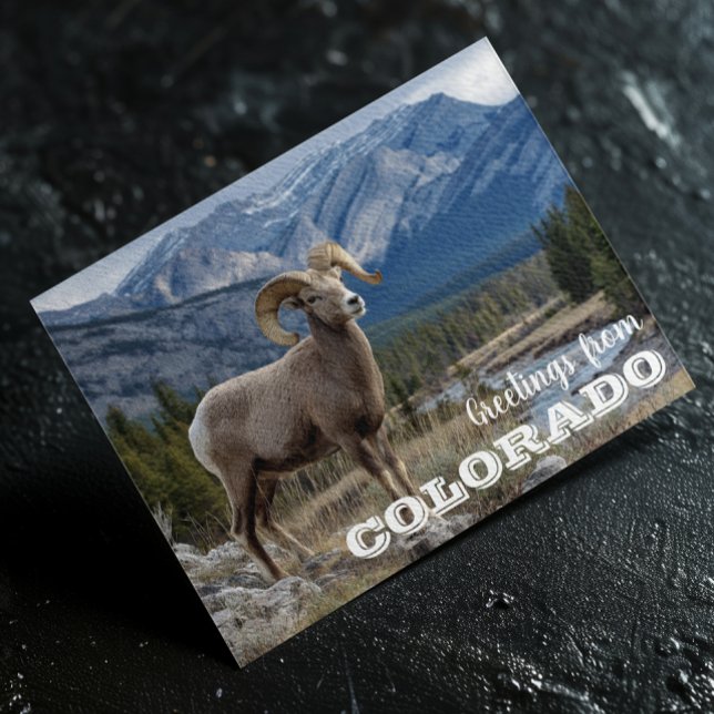 Grüße von Colorado Bighorn Schafen Postkarte (Von Creator hochgeladen)