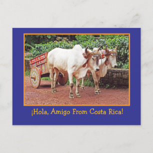 Grüße von Costa Rica Postcard (oxen & oxcart) Postkarte