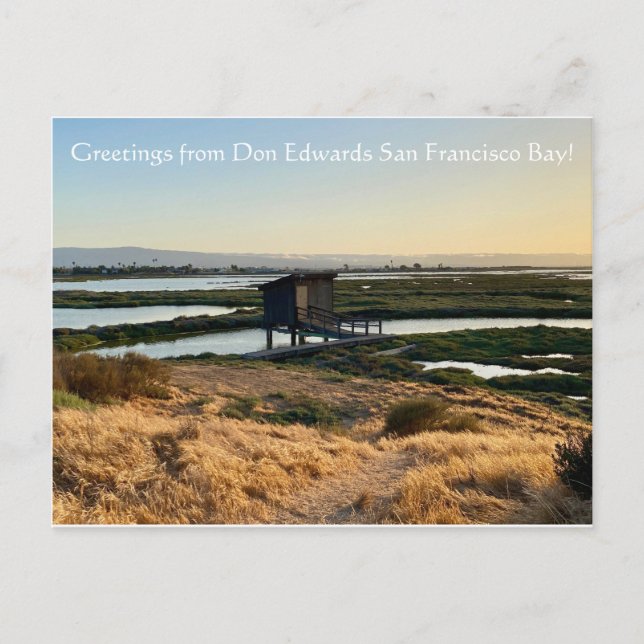 Grüße von Don Edwards San Francisco Bay! Postkarte (Vorderseite)
