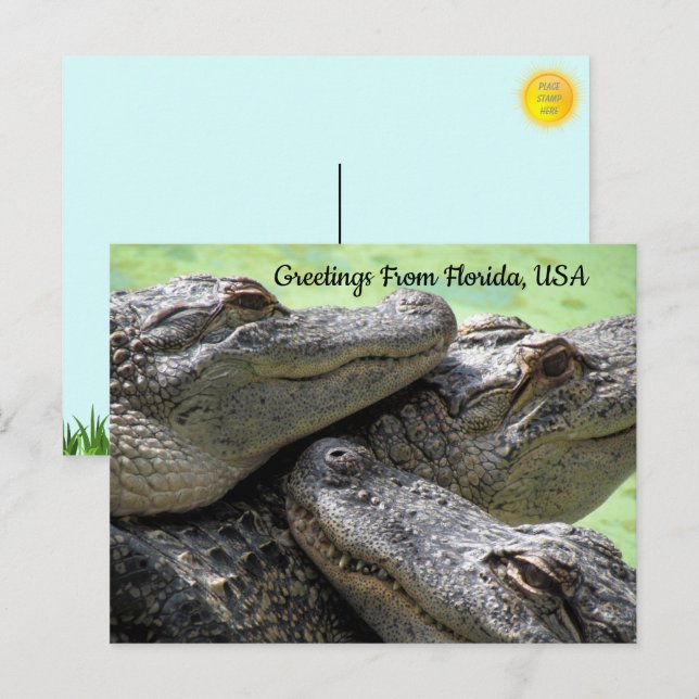 Grüße von Florida Alligator Postkarte (Vorne/Hinten)